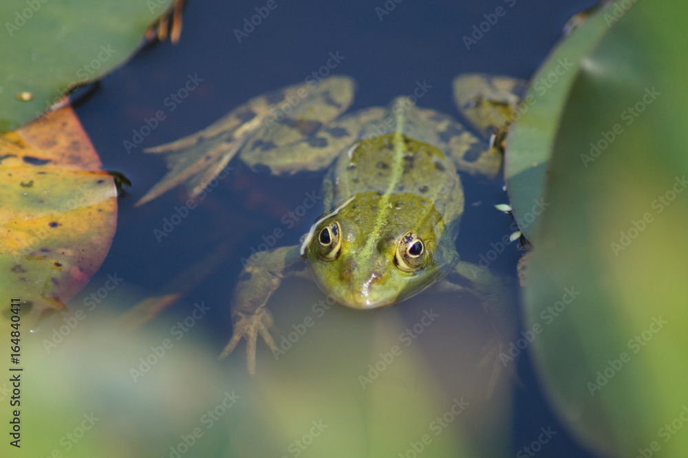 Laubfrosch, Frosch, Teich,schwimmhaut, schwimmen Seerosenblatt Stock Photo  | Adobe Stock