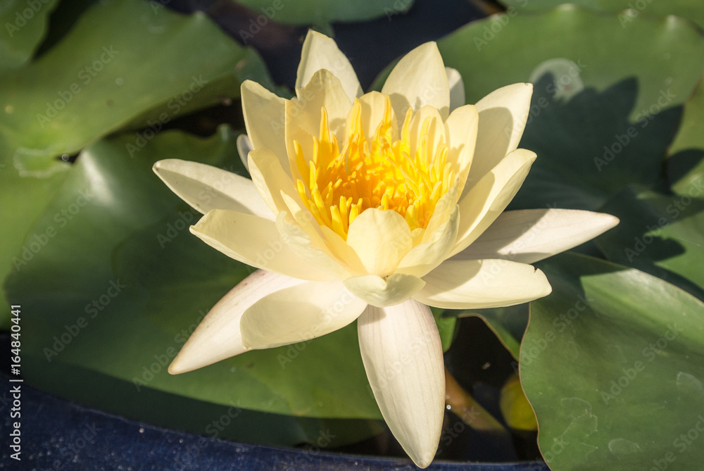 Lotus is a flower that familiar and favorable with Thai people from the past and a flower for Buddhism. Lotus is a flower that familiar and favorable with Thai people from the past and a flower for Buddhism.
