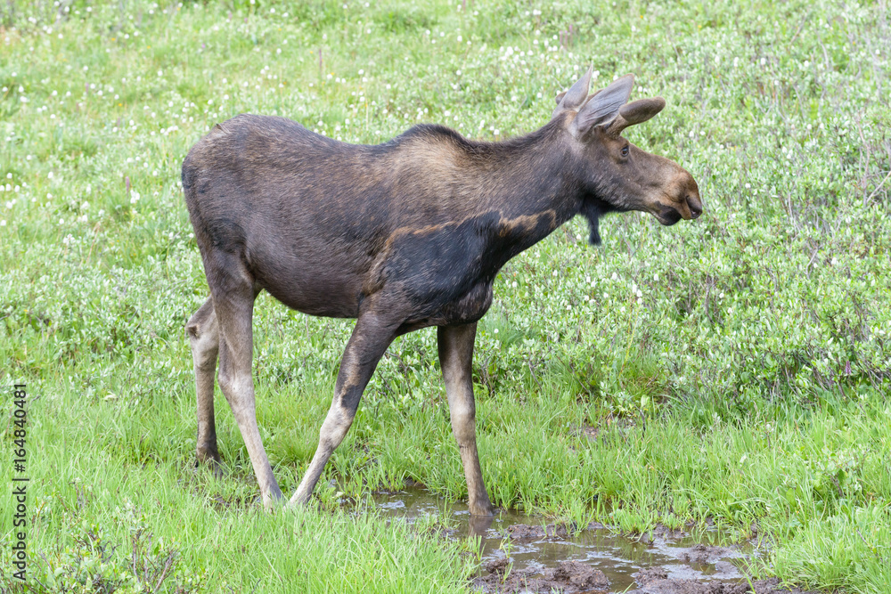 Shiras Moose of The Colorado Rocky Mountains Shiras Moose of The Colorado Rocky Mountains