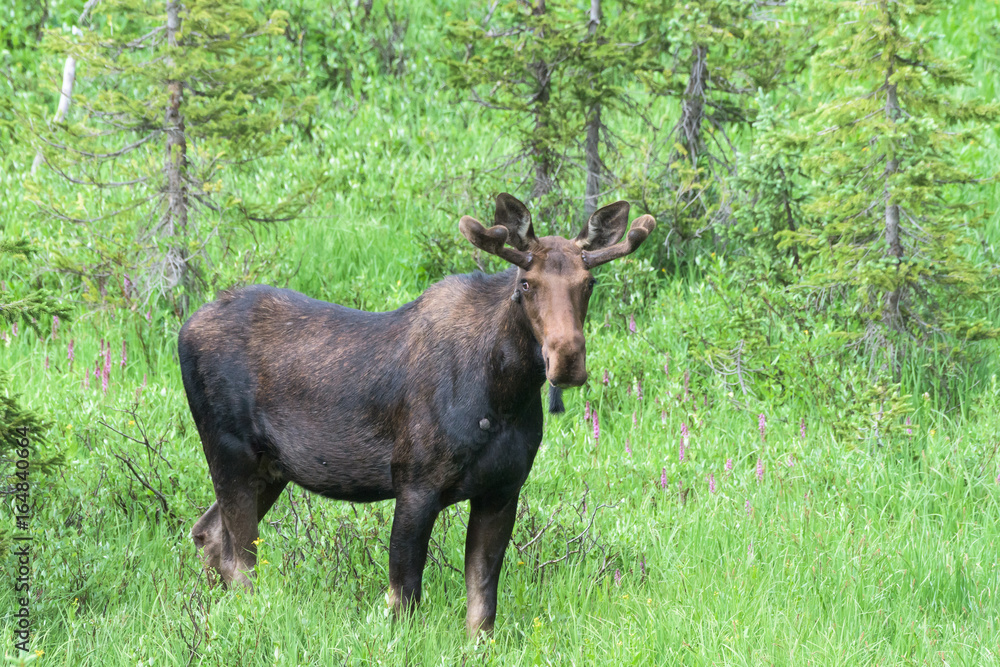 Shiras Moose of The Colorado Rocky Mountains Shiras Moose of The Colorado Rocky Mountains