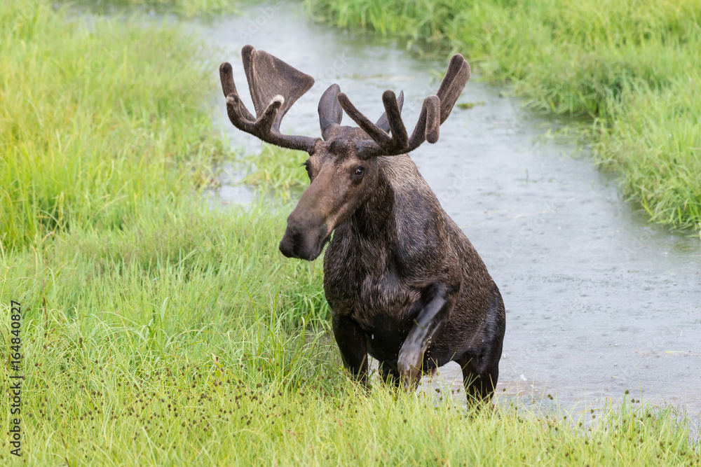 Shiras Moose of The Colorado Rocky Mountains Shiras Moose of The Colorado Rocky Mountains