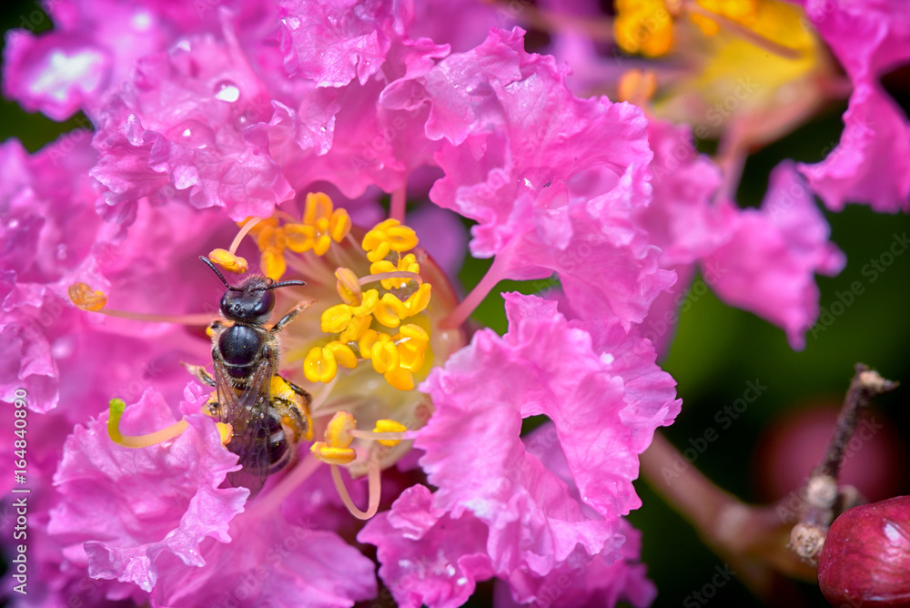 macro photography of bee finds for sweet water from flowers macro photography of bee finds for sweet water from flowers