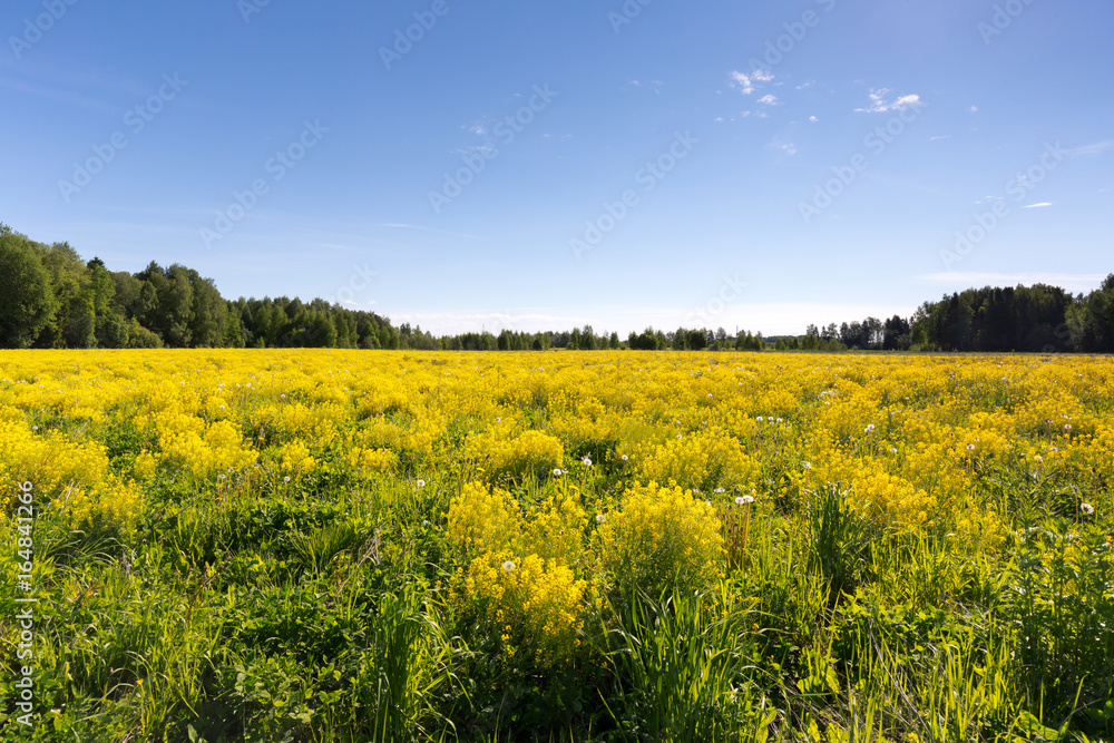Obraz premium Луг с желтой сурепкой в ясный солнечный день. Лето.