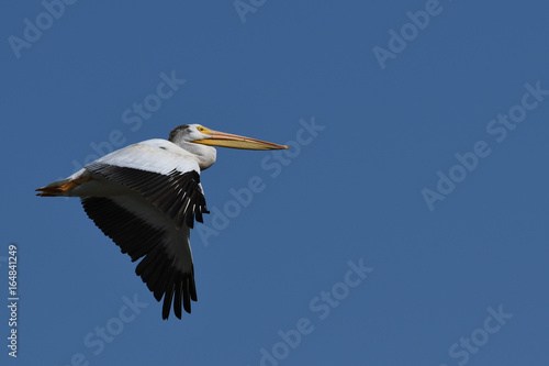 American White Pelican in flight © David