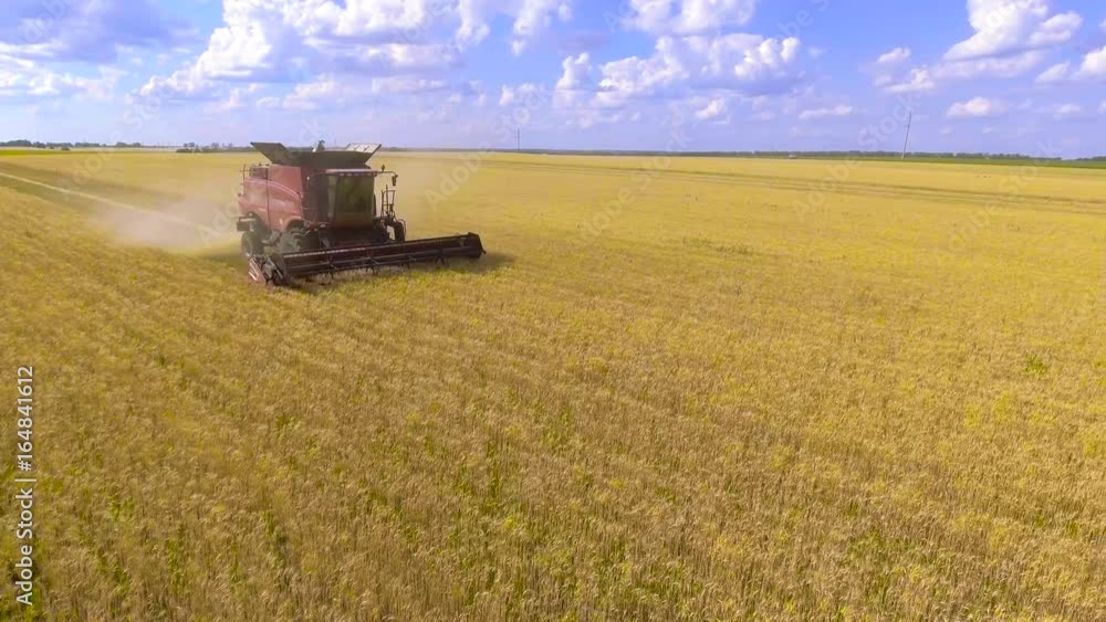 Aerial view Combine Harvester gathers the wheat. Beautiful natural aerial landscape. Aerial view Combine Harvester gathers the wheat. Beautiful natural aerial landscape.
