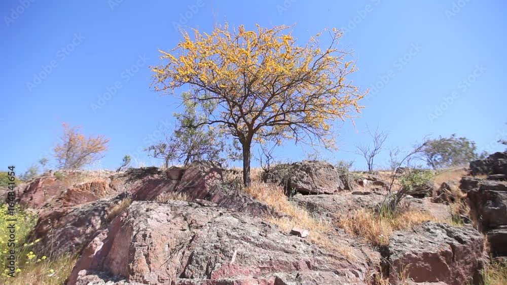 Dirt road fruit tree