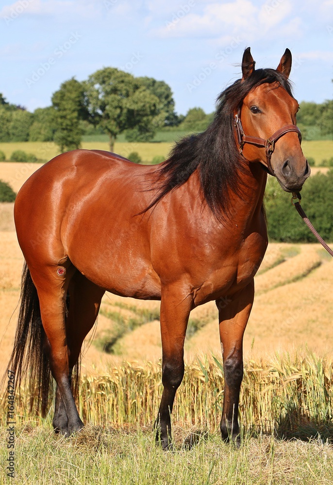 Obraz premium braunes predeportrait