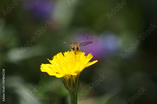 Schwebfliege,Fliege, Blume,Gelb, Nektar © Virginia