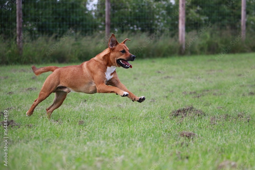 brauner mischlingshund rennt auf einer wiese brauner mischlingshund rennt auf einer wiese