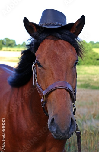 witziges western Pferd mit Westernhut auf dem Kopf
