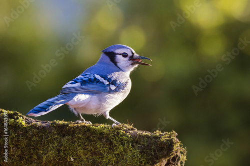 American Blue Jay in autumn