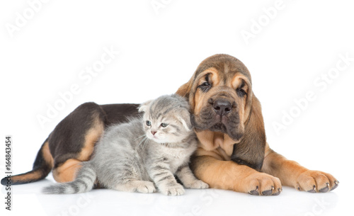 Bloodhound puppy lying with kitten. isolated on white background