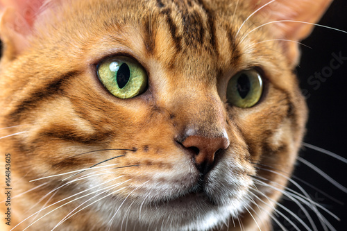 The gold Bengal Cat on black background