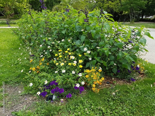 Plantes de saisons photo