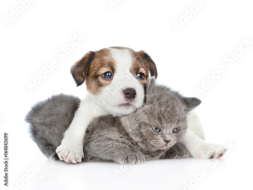 Fototapeta Naklejka Na Ścianę i Meble -  Cute jack russell puppy hugging a kitten. isolated on white background