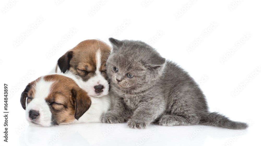 Kitten and a group of sleeping puppies Jack Russell. isolated on white background