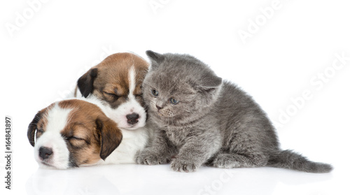 Kitten and a group of sleeping puppies Jack Russell. isolated on white background