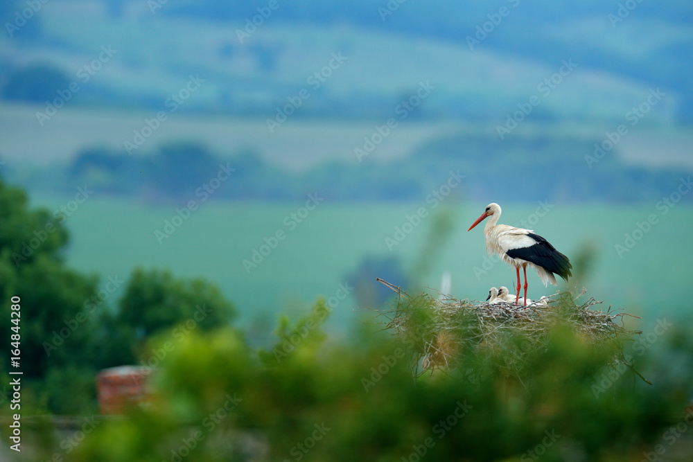 White stork, Ciconia ciconia, in nest with two young. Stor with beautiful landscape. Nesting bir, nature habitat. Wildlife scene from the nature. Morning sun with bird in green vegetation. Bulgaria. White stork, Ciconia ciconia, in nest with two young. Stor with beautiful landscape. Nesting bir, nature habitat. Wildlife scene from the nature. Morning sun with bird in green vegetation. Bulgaria.
