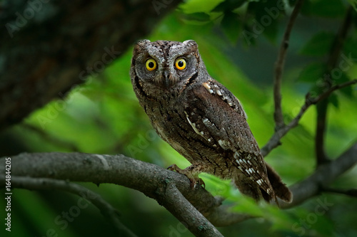 Common Scops Owl  Otus scops  little owl in the nature habitat  sitting on the green spruce tree branch  forest in the background  Bulgaria. Wildlife scene from nature.