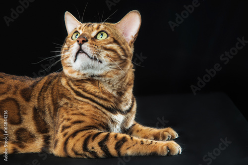 Fototapeta Naklejka Na Ścianę i Meble -  The gold Bengal Cat on black background