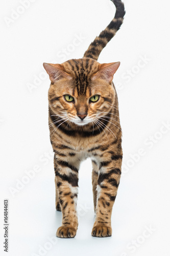 The gold Bengal Cat on white background © master1305