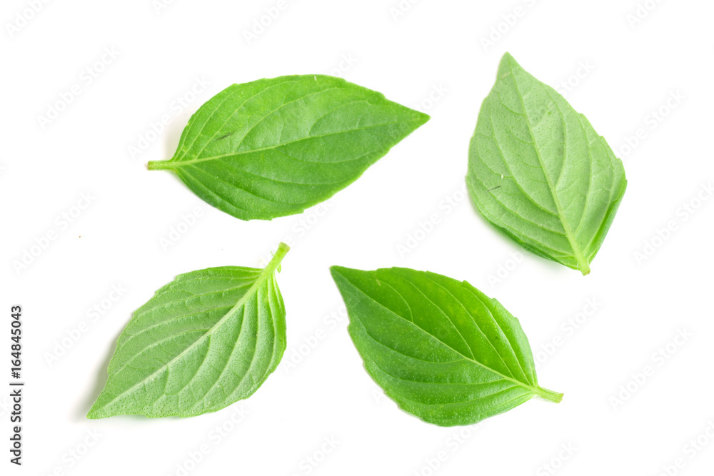 basil herb leaves isolated on white background closeup basil herb leaves isolated on white background closeup