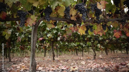 Wallpaper Mural Vineyard low-angle medium Torontodigital.ca