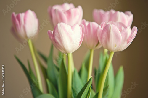 Fototapeta Naklejka Na Ścianę i Meble -  tulips1