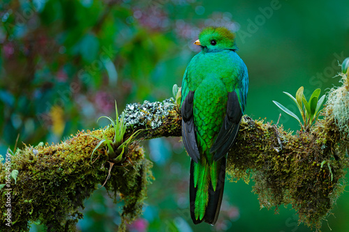 Magnificent sacred green and red bird. Detail portrait of Resplendent Quetzal. Resplendent Quetzal, Pharomachrus mocinno, from Savegre in Costa Rica with blurred green forest foreground and background