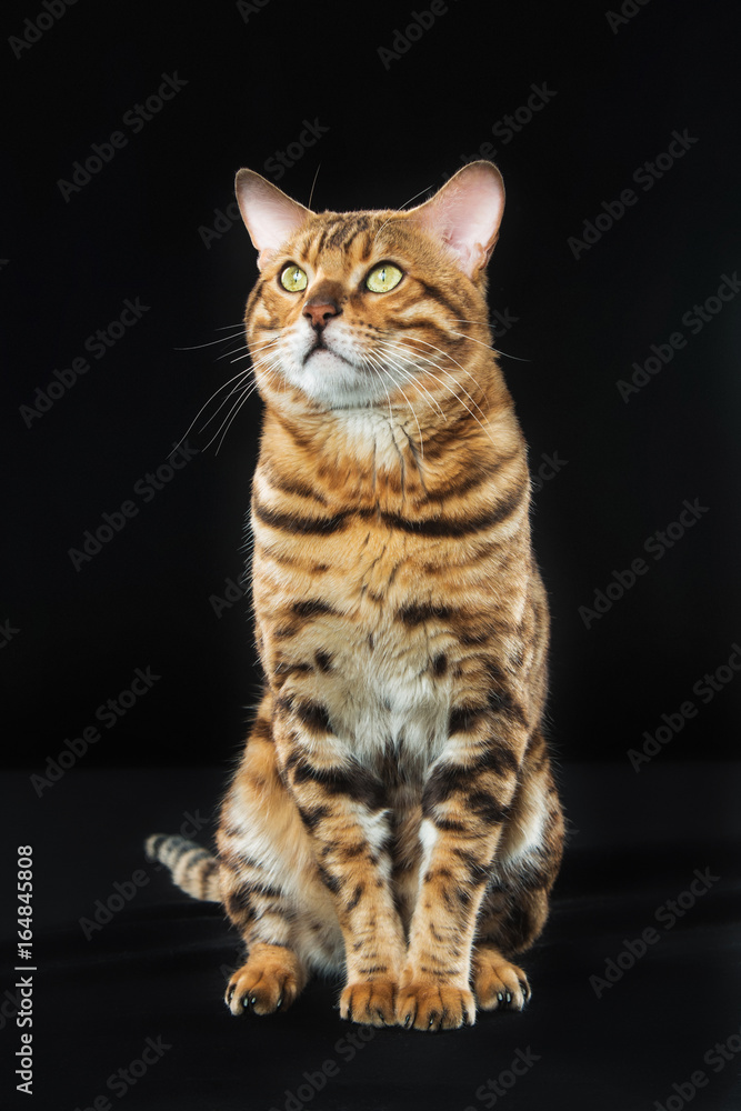 The gold Bengal Cat on black background