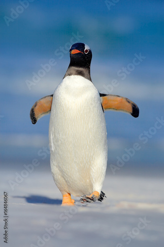 Gentoo penguin jumps out of the blue water while swimming through the ocean in Falkland Island. Action wildlife scene from nature. Penguin in the sea. Bird with blue waves. Ocean wildlife. Funny image