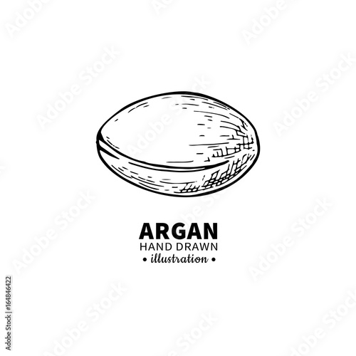 Argan vector drawing. Isolated vintage  illustration of nut. Org