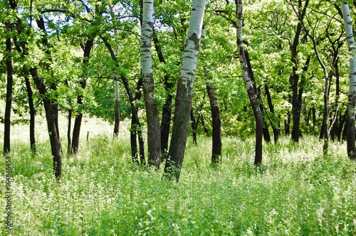 Spring blossoming herbs in the forest of silver poplars