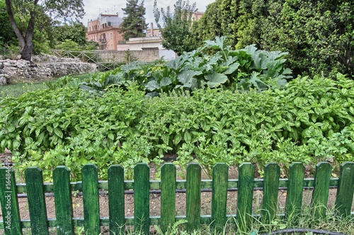 Cagliari, l'Orto dei Cappuccini photo