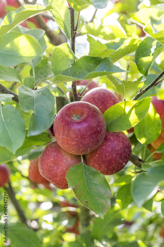 Ripe red apples on a tree branch