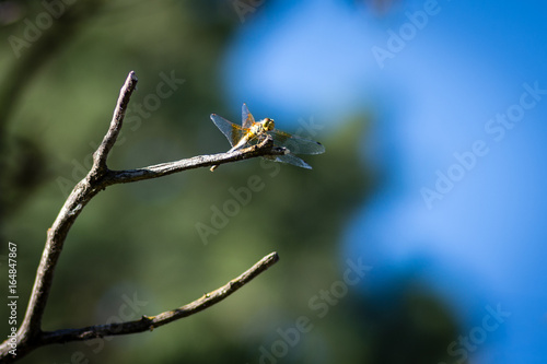 Dragonfly