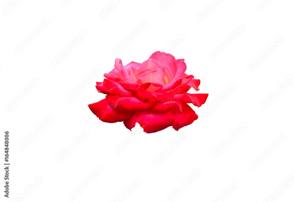 red rose isolated on white red rose isolated on white