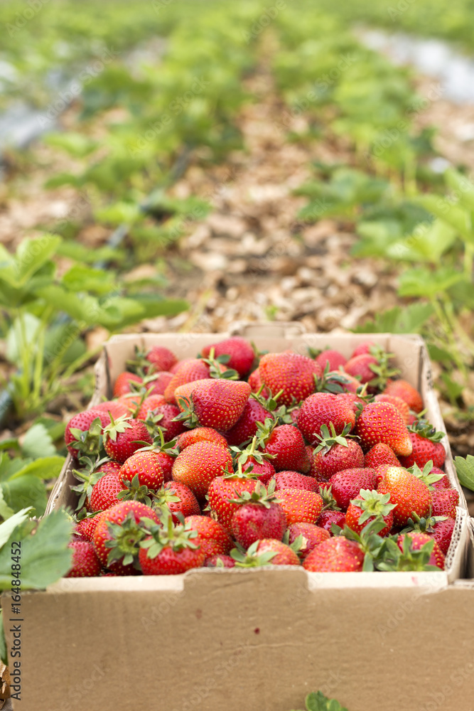 box full with fresh red strawberries on a strawberry field box full with fresh red strawberries on a strawberry field