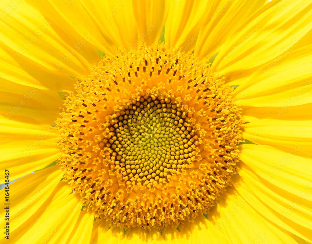 Sonnenblumen Blüte als Hintergrund aug Grusskarte Sonnenblumen Blüte als Hintergrund aug Grusskarte