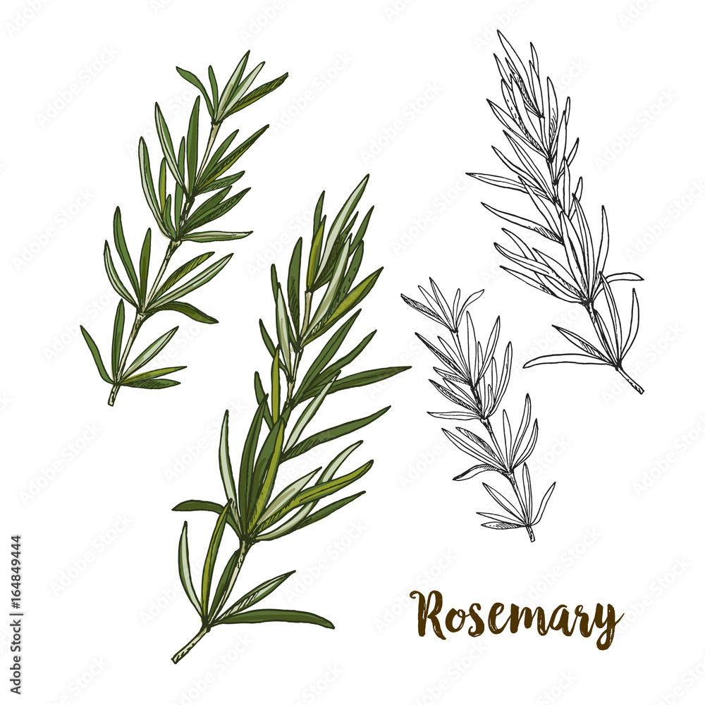 Fototapeta premium Full color realistic sketch illustration of rosemary