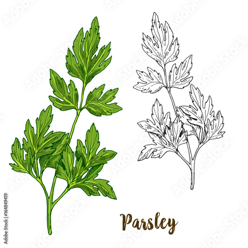Full color realistic sketch illustration of parsley