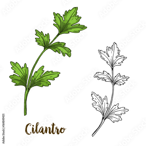 Full color realistic sketch illustration of cilantro photo