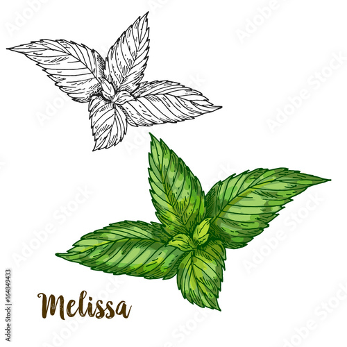 Full color realistic sketch illustration of melissa