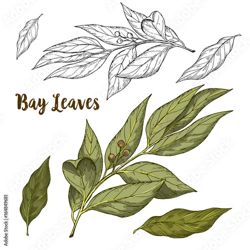 Full color realistic sketch illustration of bay leaves