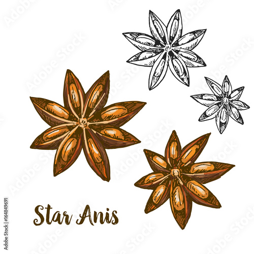Full color realistic sketch illustration of star anis