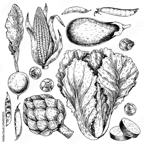 Vector hand drawn set of farm vegetables. Isolated radish, artichoke, cabbage, eggplant, corn, brussel sprout. Engraved art.