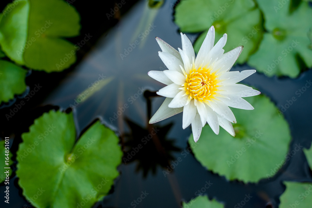 Lotus flower in pond Lotus flower in pond