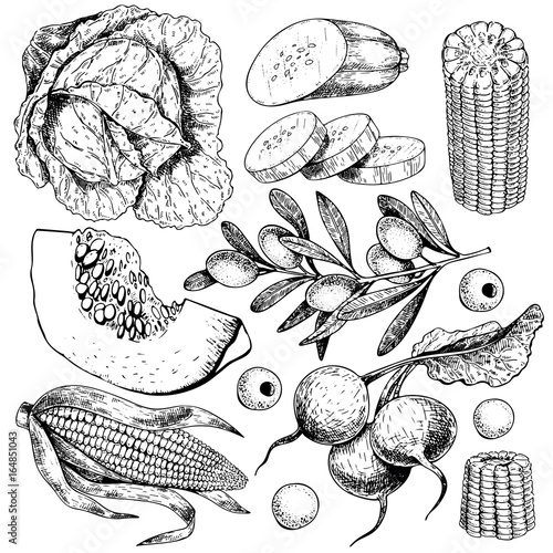 Vector hand drawn set of farm vegetables. Isolated cabbage, pumpkin, corn, olives, zucchini, radish. Engraved art.