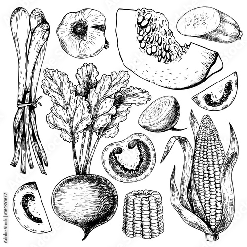 Vector hand drawn set of farm vegetables. Isolated srouting onion, beetroot, tomato, corn, pumpkin, garlic. Engraved art.