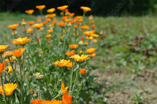 Цветы маленькие в поле. © KKristin